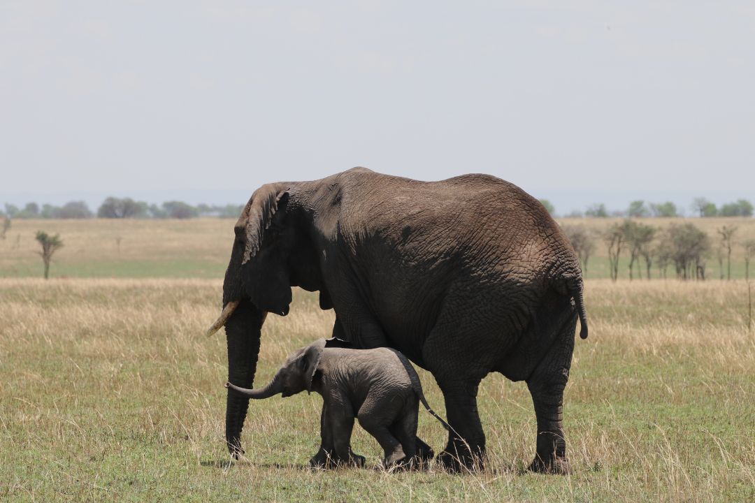What to Expect on a Safari in Tanzania: Wildlife, Lodges & the Daily Experience