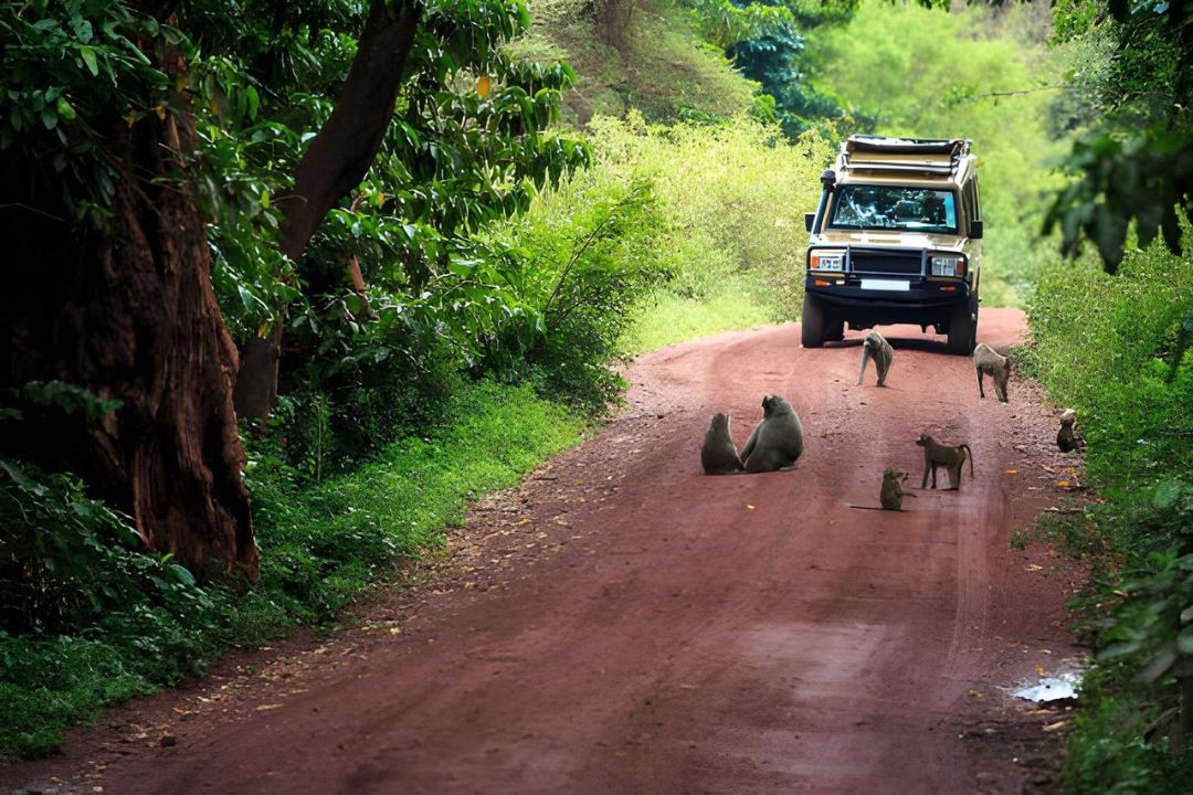 Is Tanzania a safe country to visit? The ultimate guide for travellers
