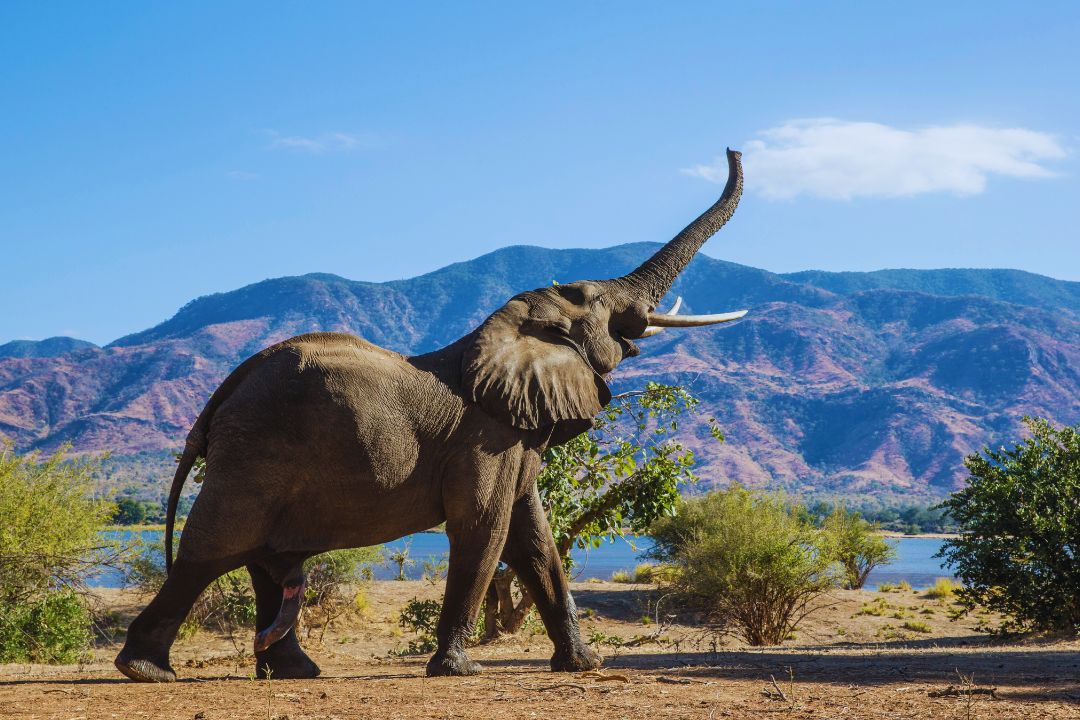 What to Expect on a Safari in Tanzania: Wildlife, Lodges & the Daily Experience