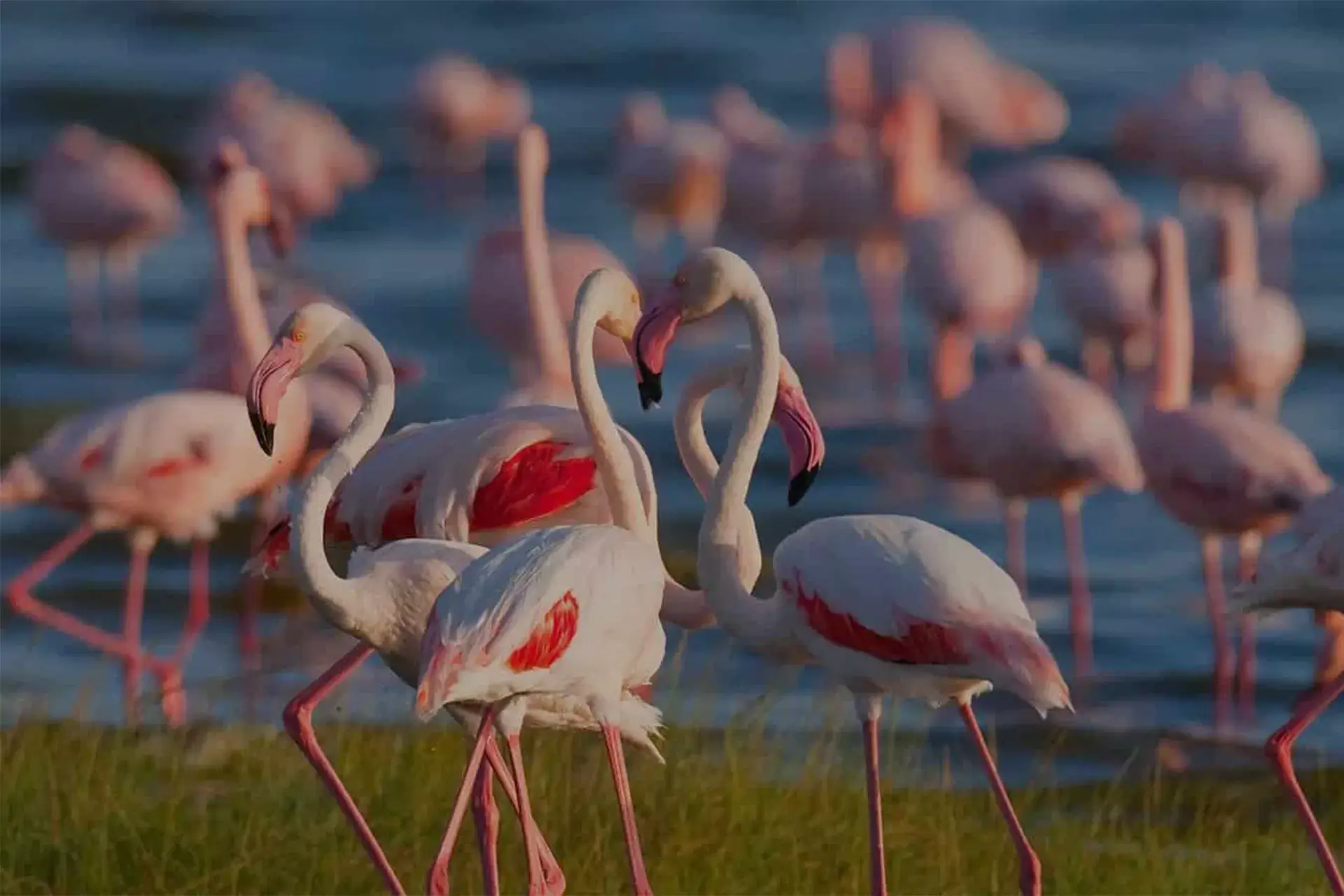 Lake Manyara & Ngorongoro Crater Safari