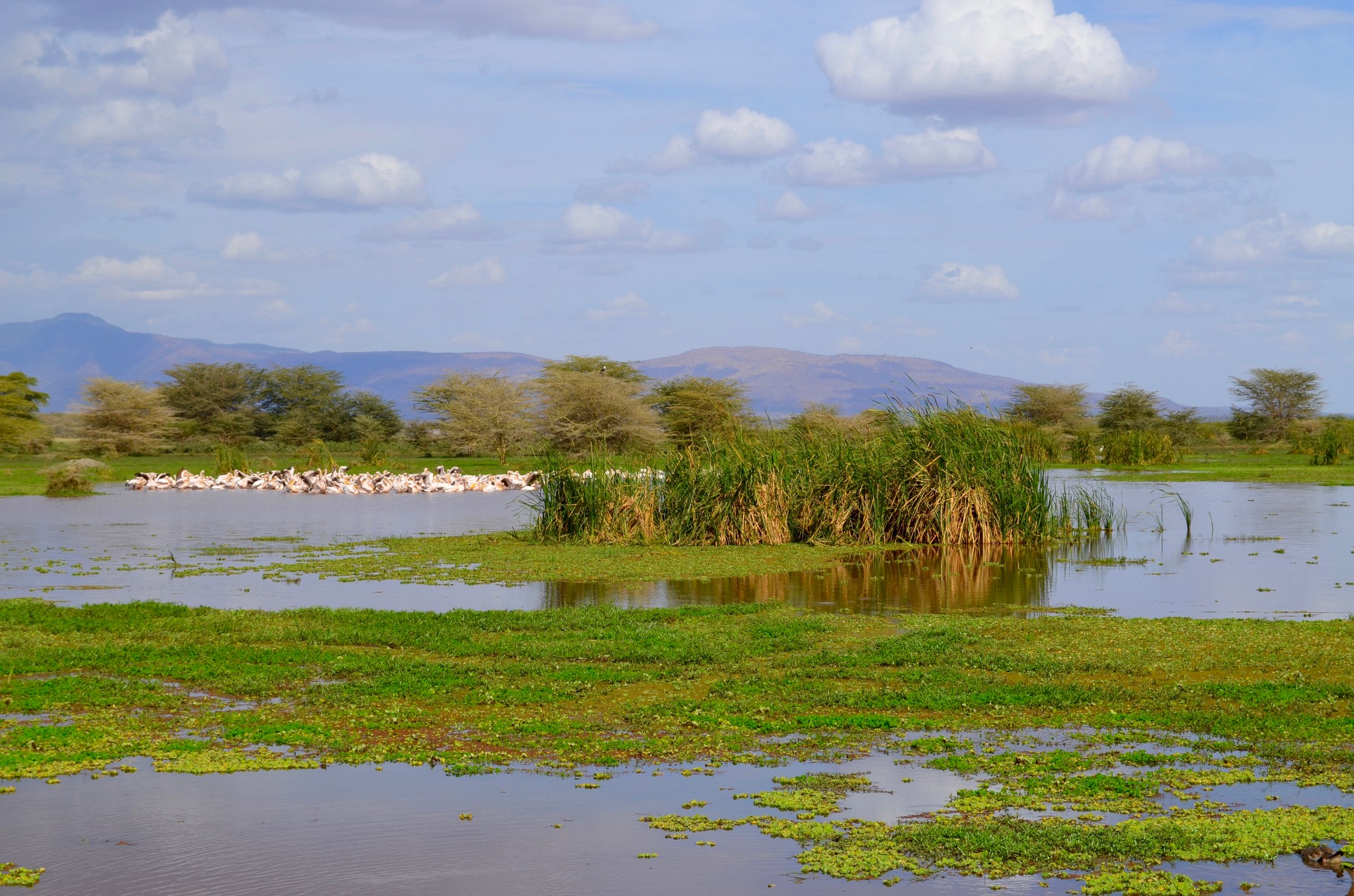 Floodplains & Marshes