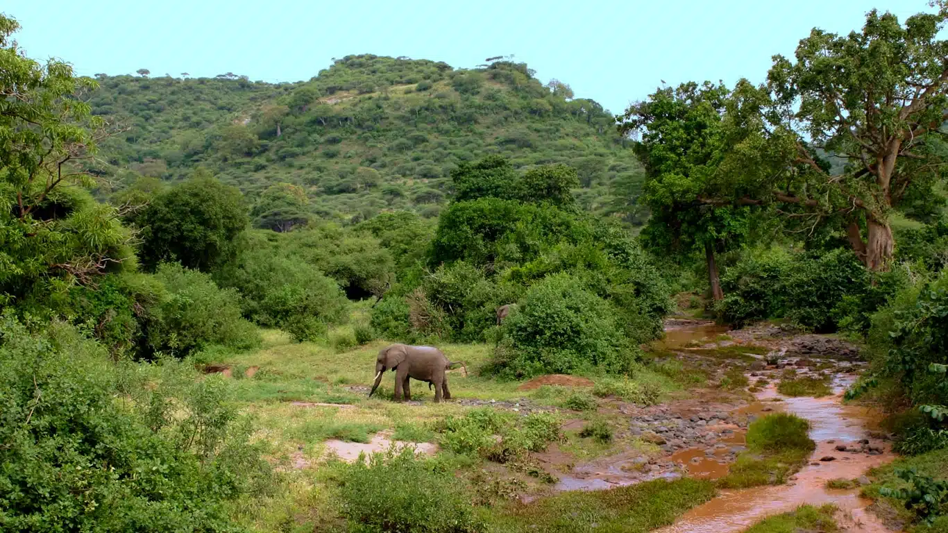 Groundwater Forests