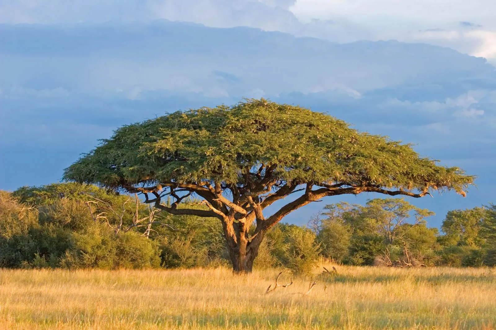 Acacia Savannahs