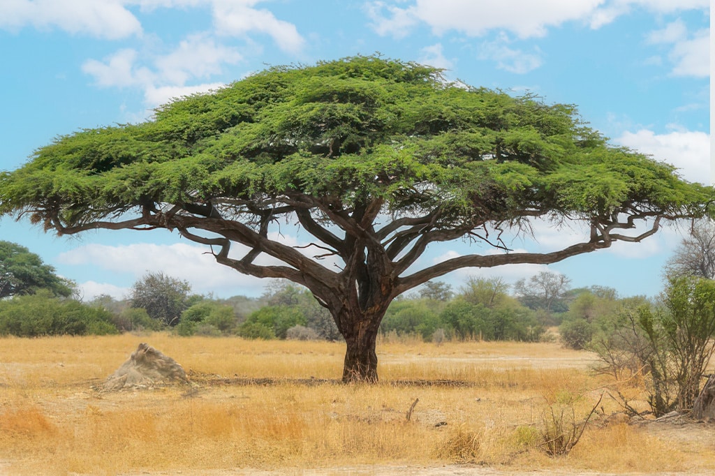 Acacia Woodland