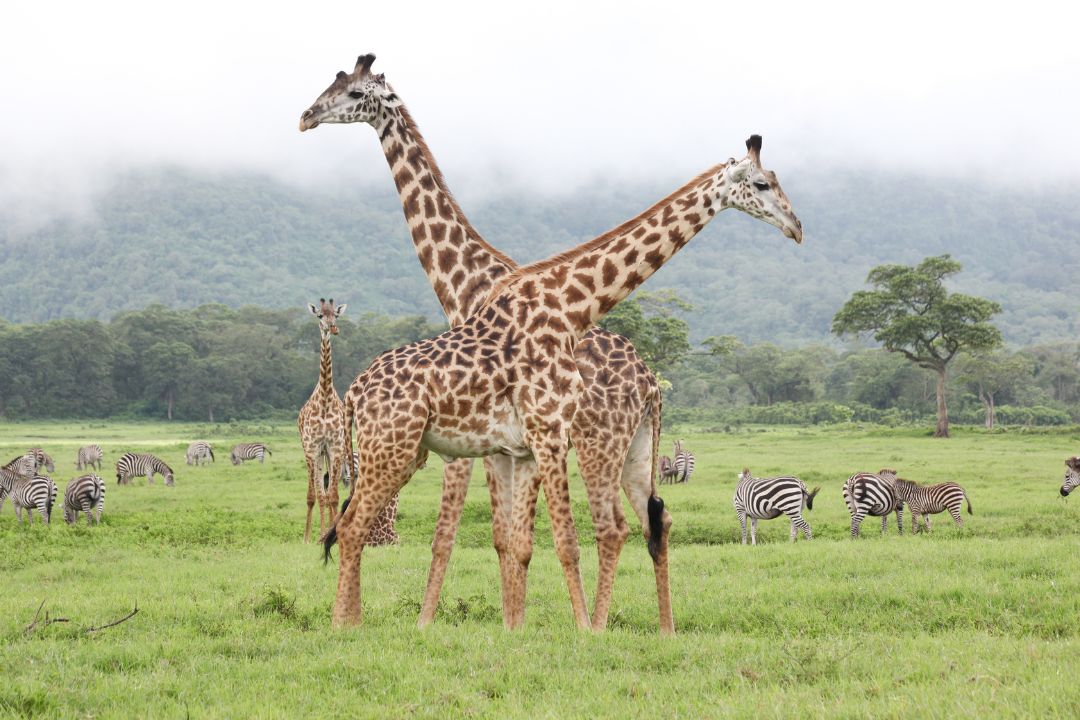 Arusha National Park Day Trip
