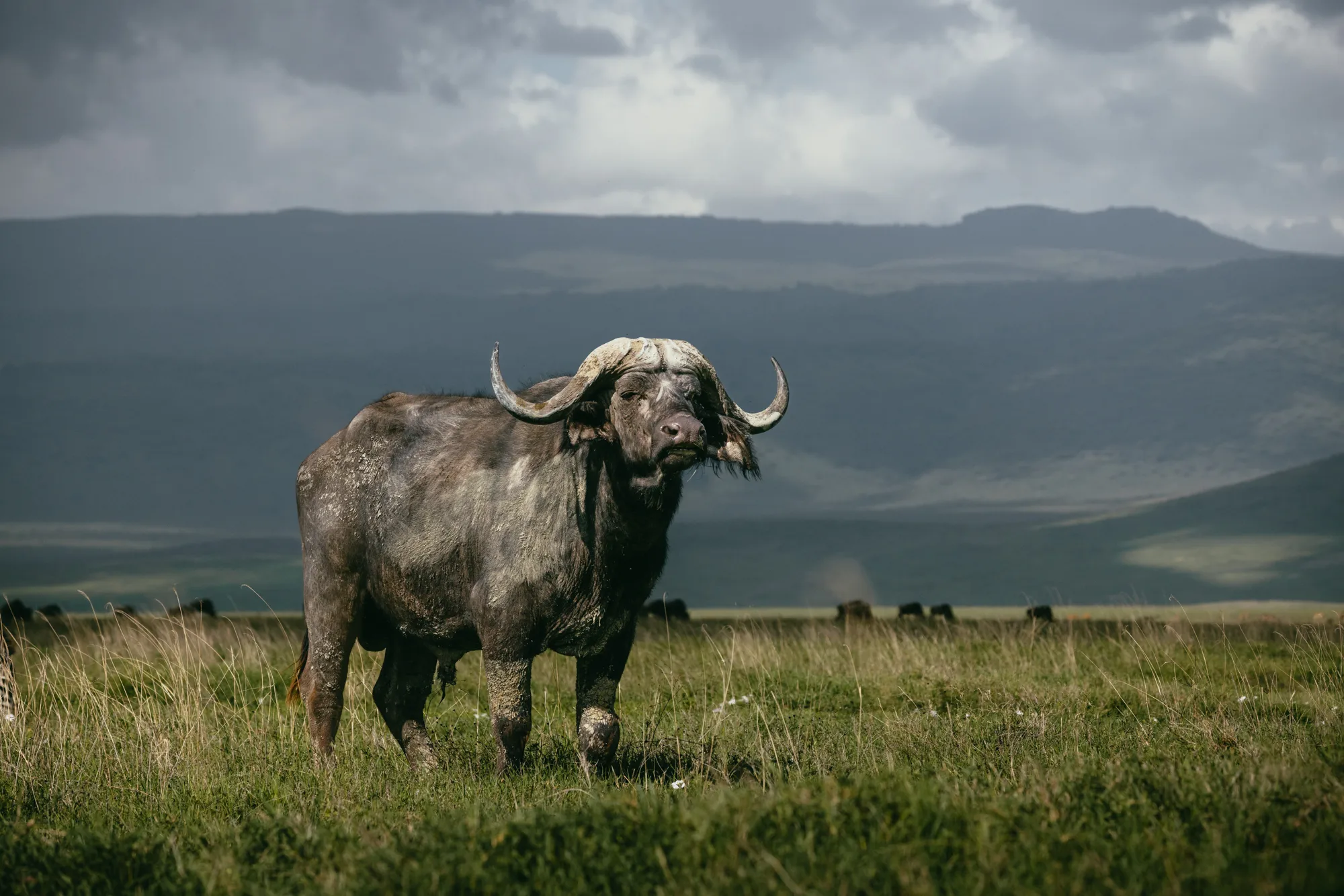 Tarangire, Ngorongoro & Lake Manyara Safari