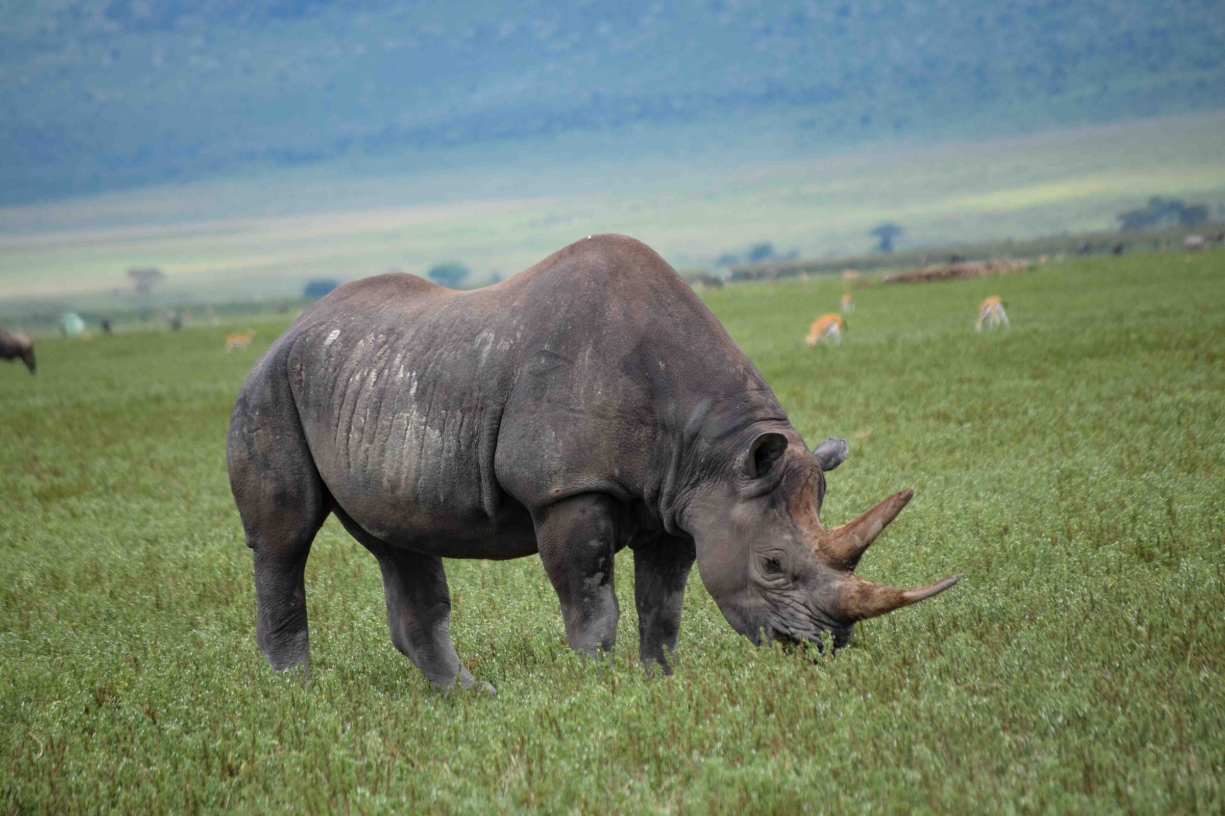 Ngorongoro Crater