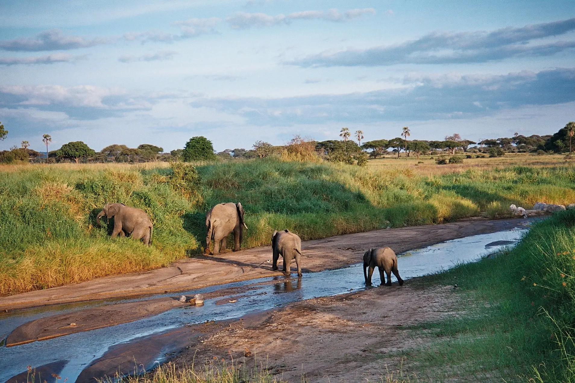 Tarangire National Park Day Trip