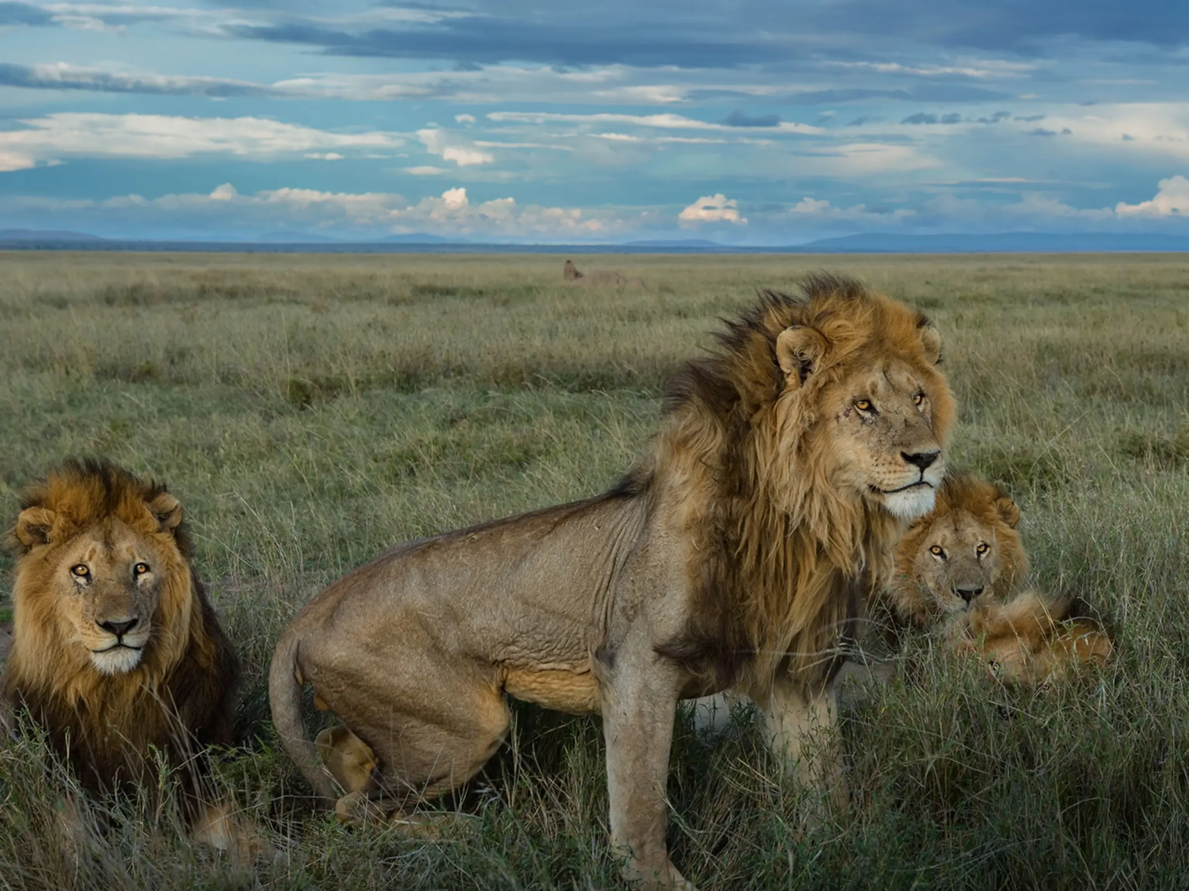 Serengeti National Park wildlife and landscape