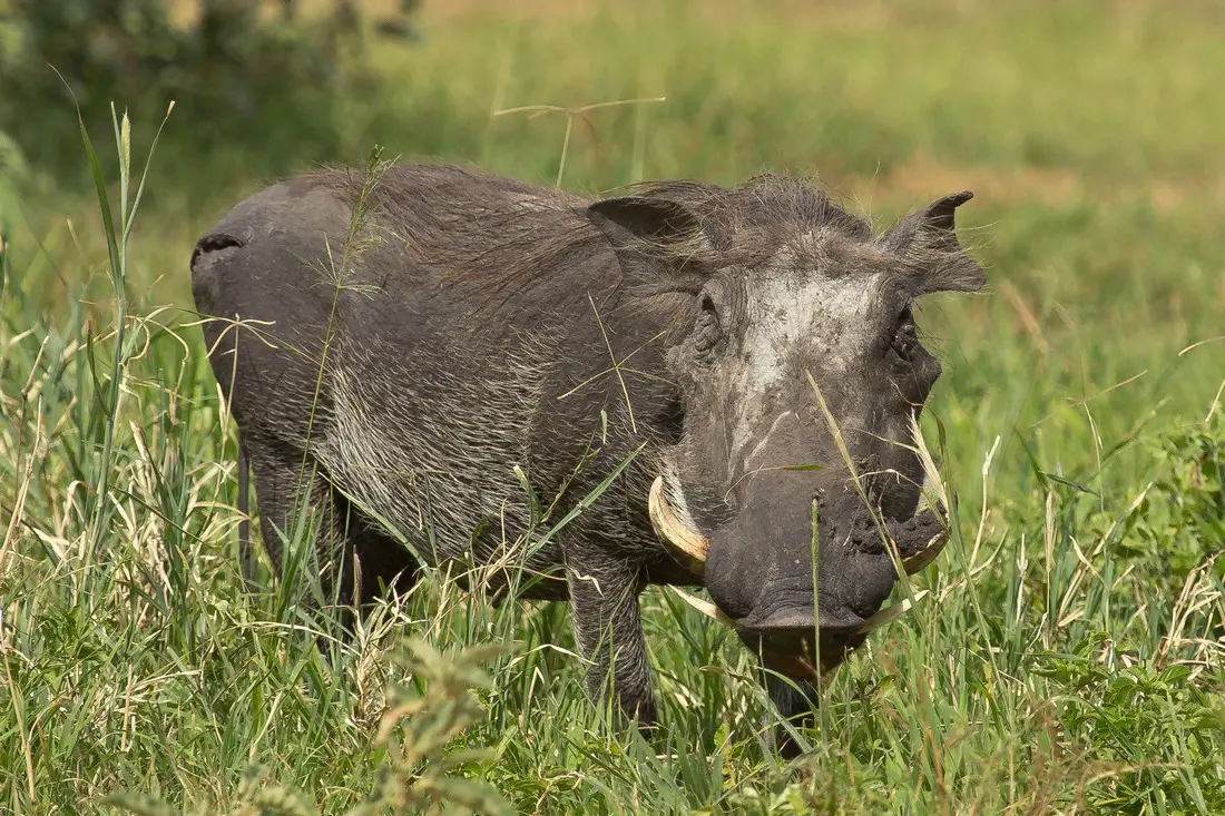 Tarangire & Ngorongoro Crater Safari