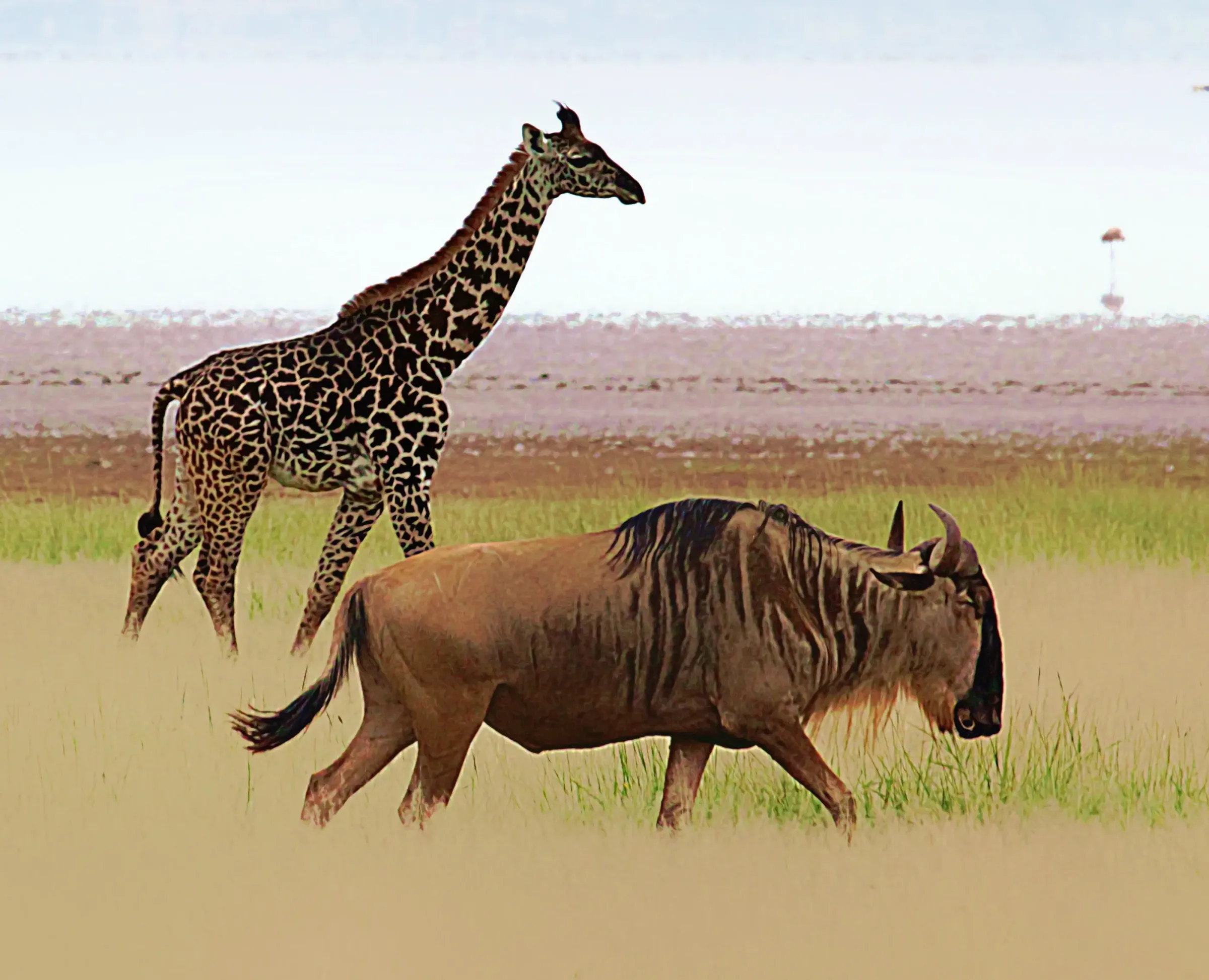 Budget & Private Safaris
