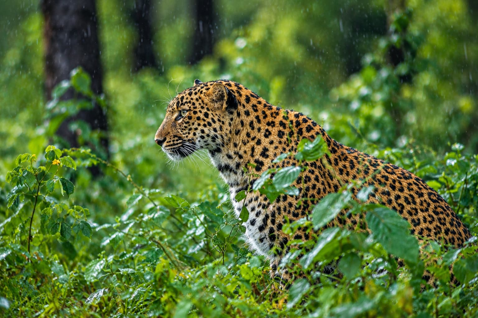 Wildlife Safari