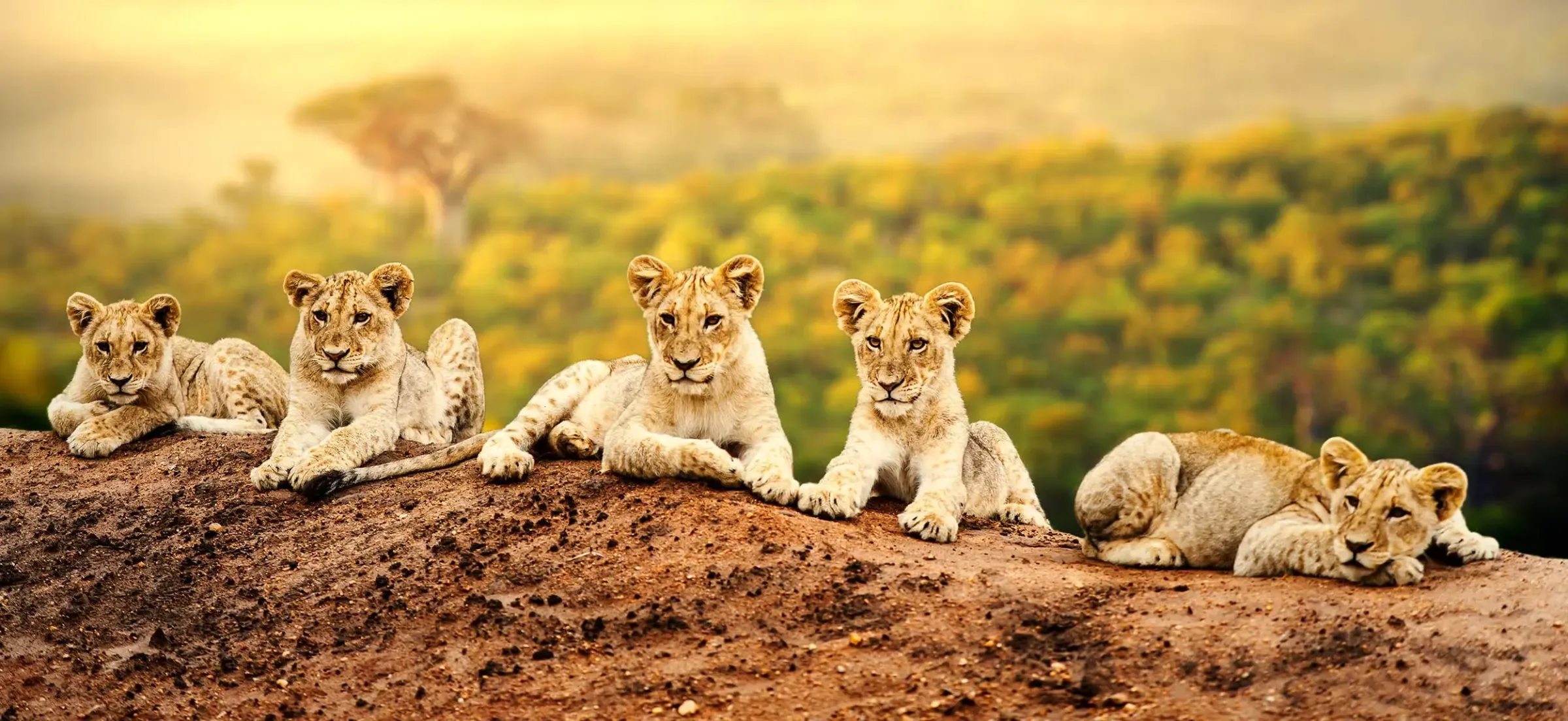 Family Safaris