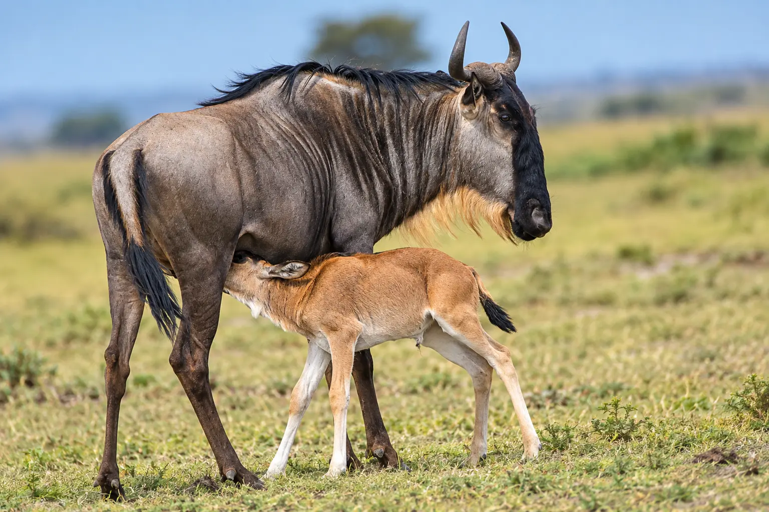 Serengeti Ndutu Migration (Calving Season) Safari