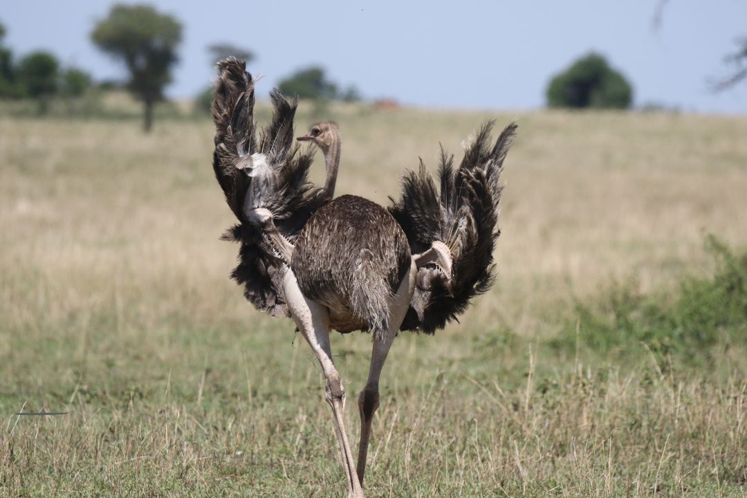 Serengeti National Park wildlife and landscape