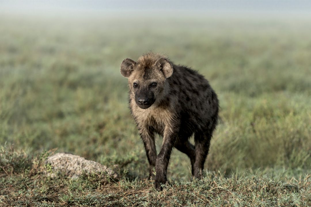 Serengeti National Park wildlife and landscape