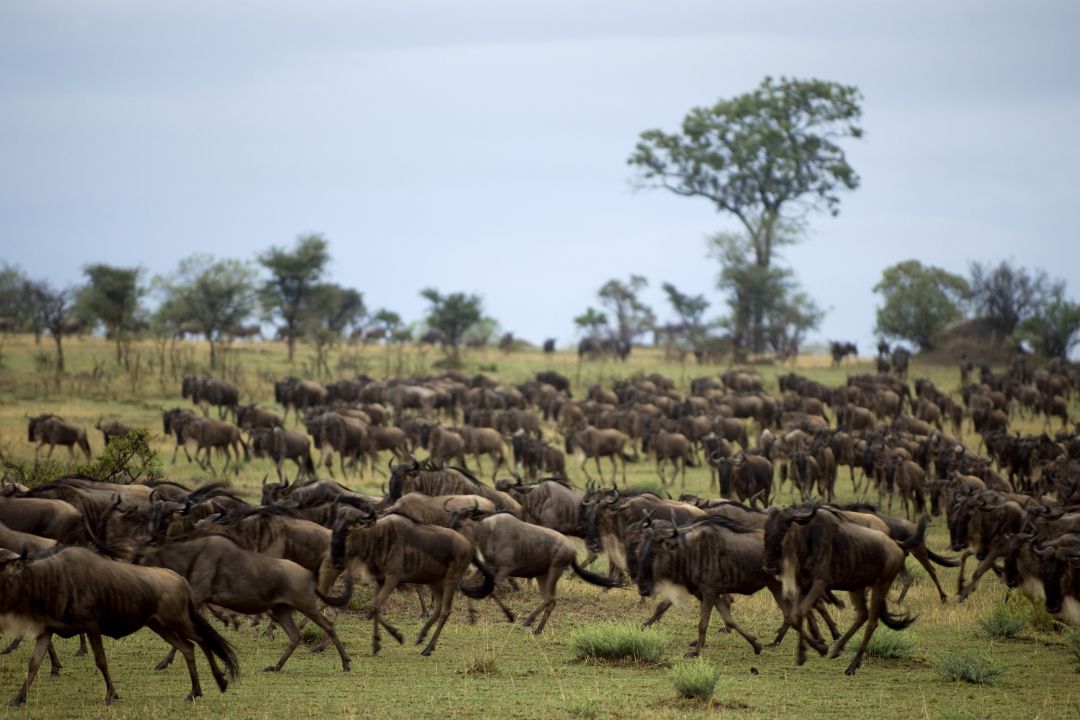 Serengeti National Park wildlife and landscape