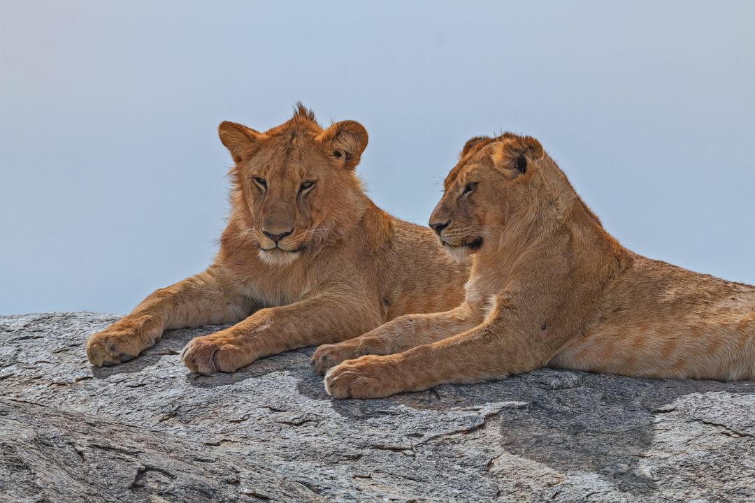 Serengeti National Park wildlife and landscape