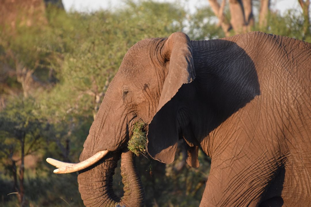 Serengeti National Park wildlife and landscape