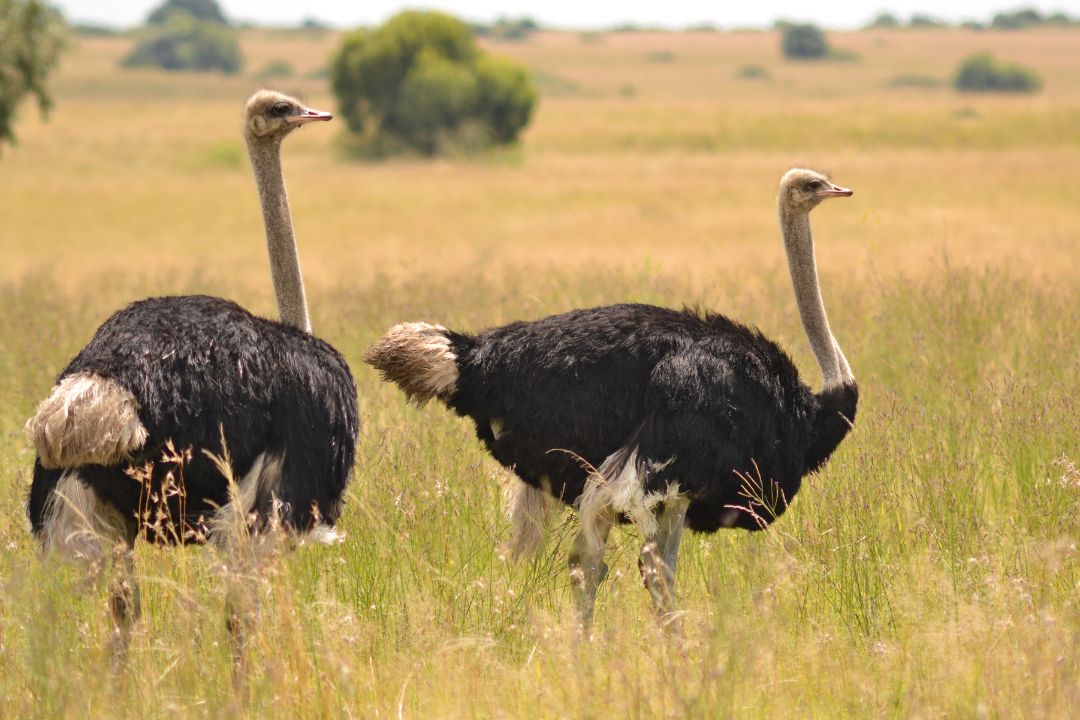 Grassland Plains