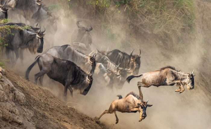 Serengeti wildebeest Migration