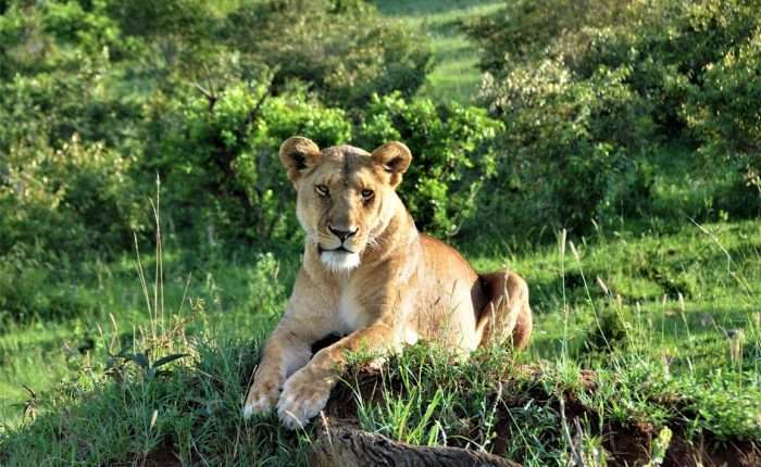 Serengeti Np