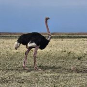 Ostrich