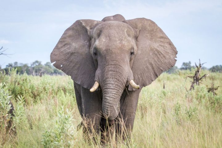 The Largest Land Mammal - African Elephant