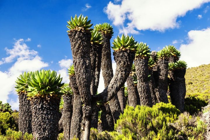 KILIMANJARO CLIMBING ROUTES