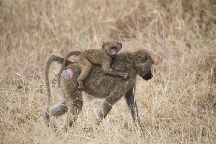 Ngorongoro Crater
