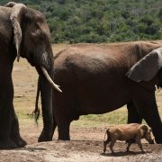 elephants