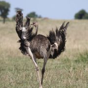Ostrich