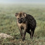 Hyenas