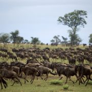 Wildebeests