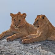 Lions
