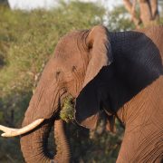 Elephants