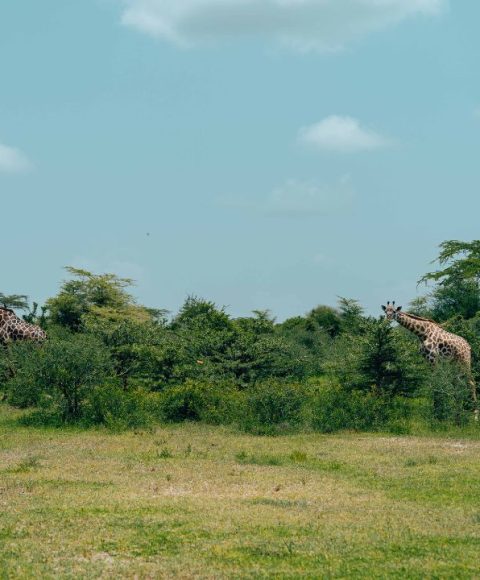 Tanzania-Day-Trips-2.jpg