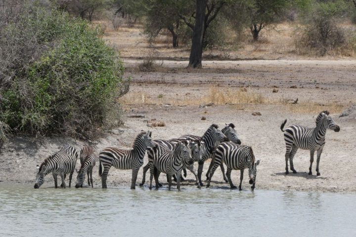 Tarangire National Park