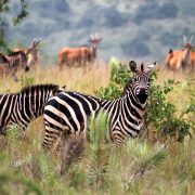 Zebras