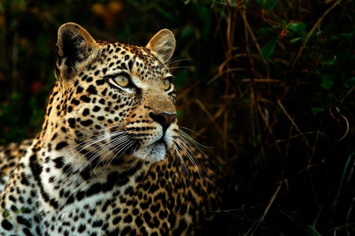 leopard
