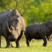 Rhino
