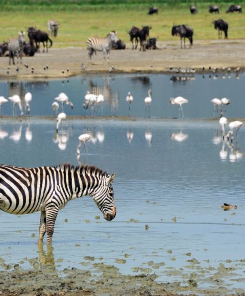 ngorongoro (2)