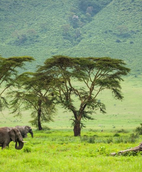 ngorongoro (3)