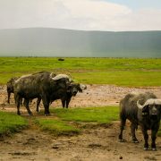 Buffalo
