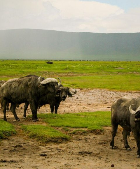 Buffalo