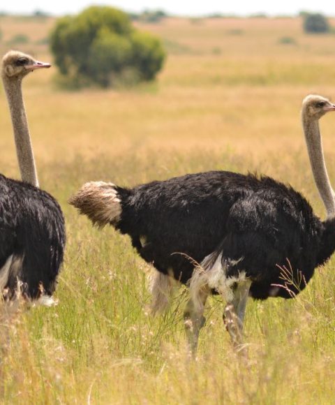 ostrich-safari-1.jpg