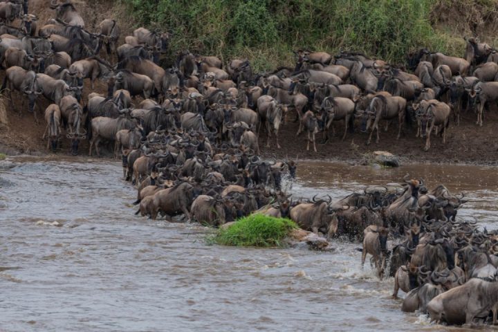wildebeest Migration